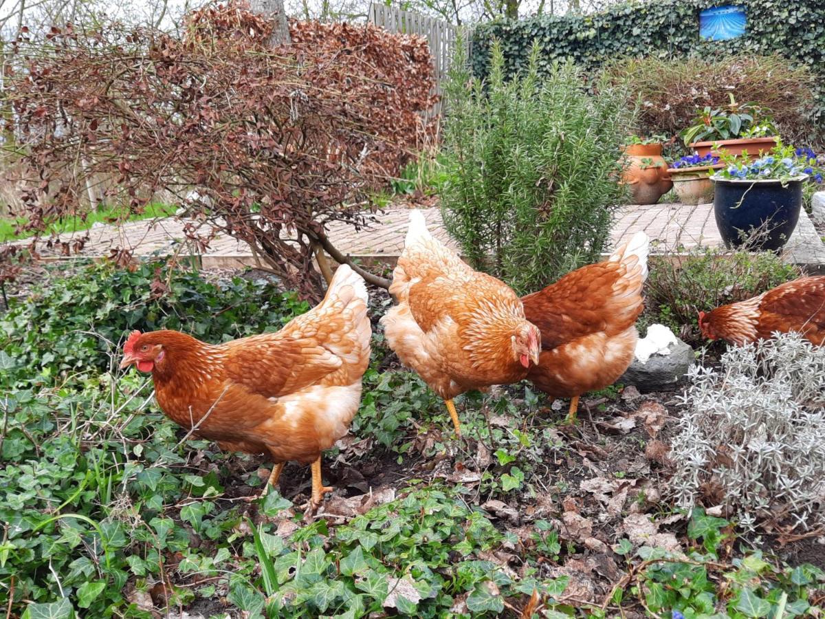 Het Bonte Paard Bed & Breakfast Dwingeloo Dış mekan fotoğraf